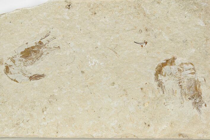 Two Cretaceous Fossil Shrimp - Lebanon #236031
